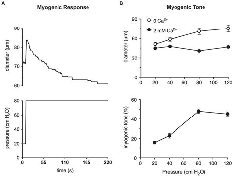 Frontiers Myogenic Tone In Peripheral Resistance Arteries And