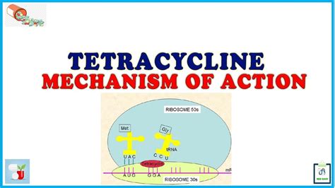 Aflibercept Mechanism Of Action : Amoxicillin | Bacterial Targets, Mechanism of Action ... - The ...