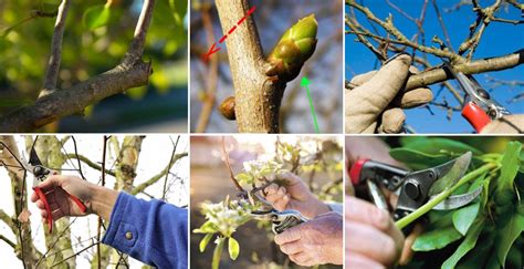 La poda en árboles frutales mayores y menores PortalFruticola