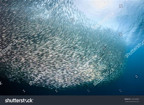 1,648 Sardines Bait Images, Stock Photos & Vectors | Shutterstock