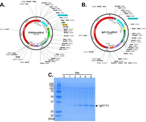 High Yield Expression Of Recombinant Human Proteins With The Transient