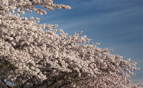 Whiskey And Cherry Blossoms Distiller Magazine