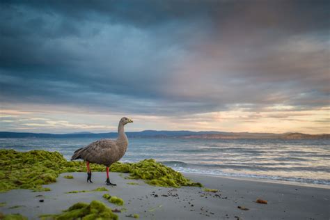 Cape Barren Goose Walking On Beach Sean Crane Photography