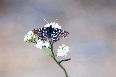 8 Of The Most Common Butterflies In Maryland Pictures Wildlife Informer