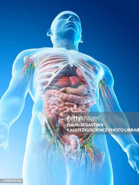 Upper Gastrointestinal Bleeding High Res Illustrations Getty Images