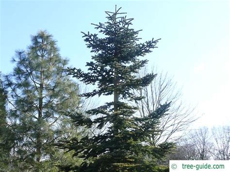 Noble Fir | Abies procera