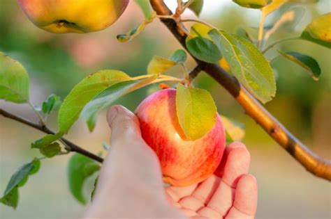 Premium Photo A Womans Hand Picks A Ripe Red Apple Growing On An