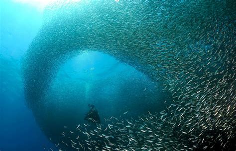 Moalboal Sardine Run Cebu City Tour