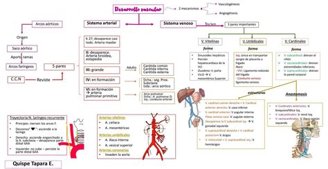 Desarrollo vascular y Anomalías congénitas Efrain Quispe uDocz