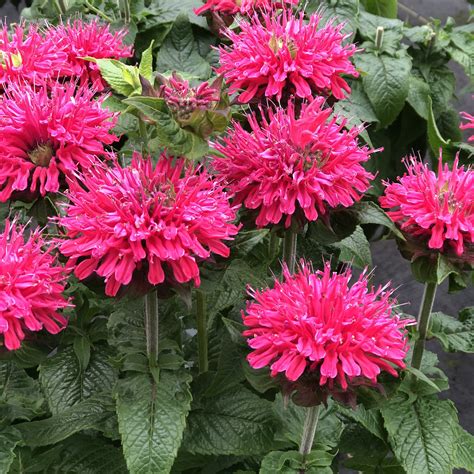 Monarda Pardon My Cerise Buy Bee Balm Perennials Online