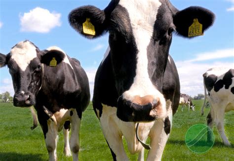 methane matters tackling ruminant emissions pro earth group