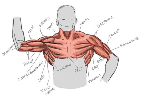 Upper Body Anatomy 3 by MaxAKbar on DeviantArt