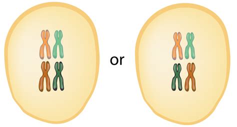 6 6 Meiosis II The Evolution And Biology Of Sex