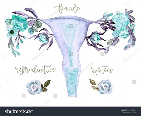 Female Reproductive System Flowers Uterus Cervix Ilustrações Stock