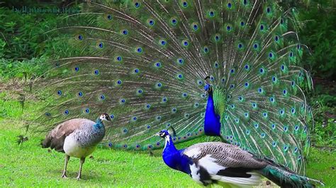 Group Of Dancing Peacocks Youtube