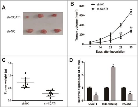 Ccat1 Knockdown Suppressed Tumor Growth Of Mm In Vivo A Tumor