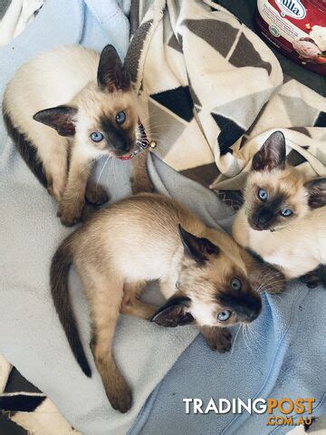 Siamese Seal Point Kittens Male