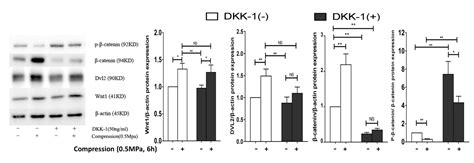 Cyclic Compression Stimulates Osteoblast Differentiation Via Activation