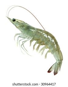 Single Raw Vannamei Prawn Isolated On Stock Photo Shutterstock