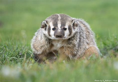 Interesting facts about American badgers | Just Fun Facts