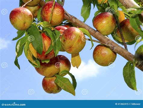 Will Nectarines Ripen Off The Tree A Guide To Optimal Ripening