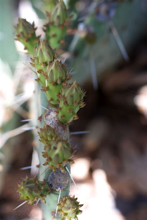 Free Images Tree Branch Cactus Leaf Flower Food Green Produce