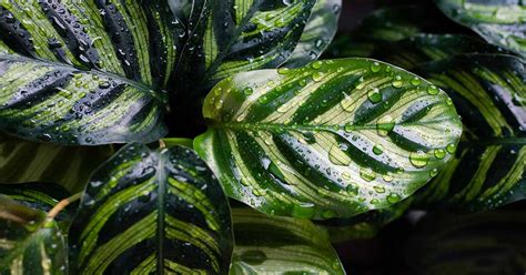 How To Grow And Care For Calathea Peacock Plants Gardeners Path