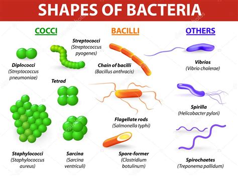 soorten bacteriën. morfologische basisverschillen tussen bacte ...