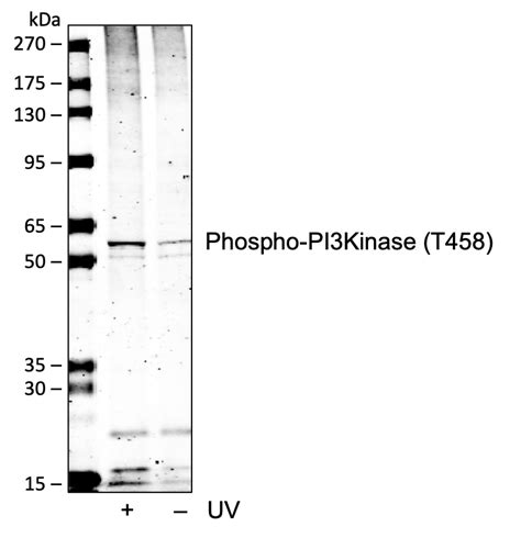 Phospho Pi Kinase P Y Recombinant Mab Abwiz Bio