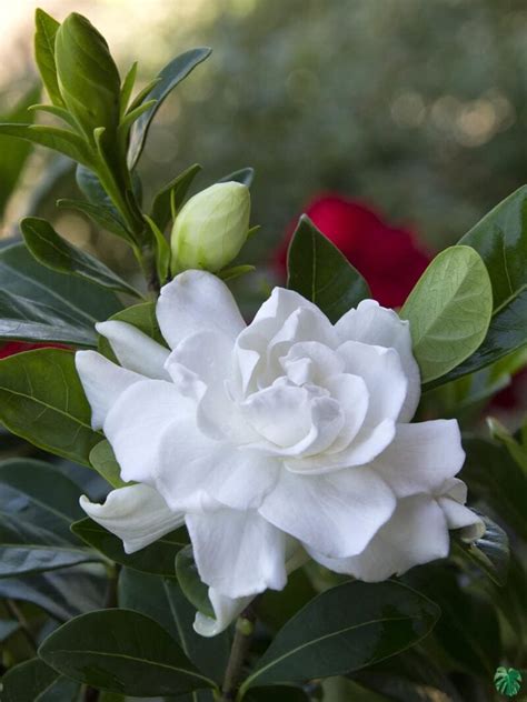 Buy Gardenia Jasminoides - Cape Jasmine | Peppyflora®