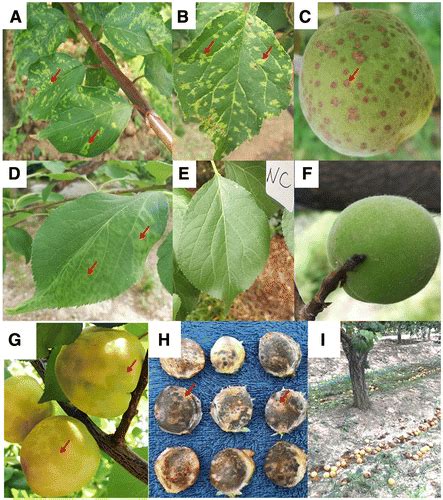 Occurrence Distribution And Genomic Characteristics Of Plum Pox Virus Isolates From Common