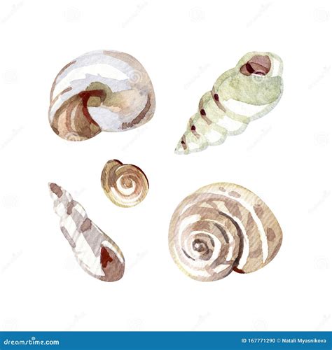 Watercolor Sea Shells Set Hand Painted Artistic Objects Isolated On