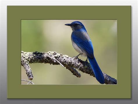 Matted Print Woodhouses Scrub Jay Dressed In Blue Moment Of