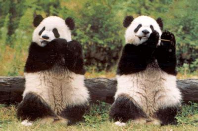 Panda Playing GIF - Find & Share on GIPHY