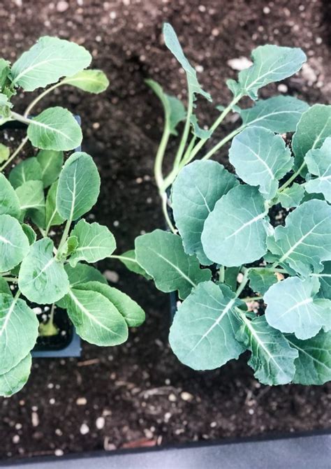Vegetable Garden - Cottage On Bunker Hill