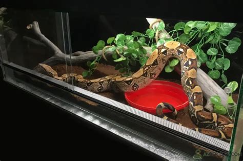 Colombian Red Tail Boa: Care Sheet, Temperament & Facts - AZ Reptiles