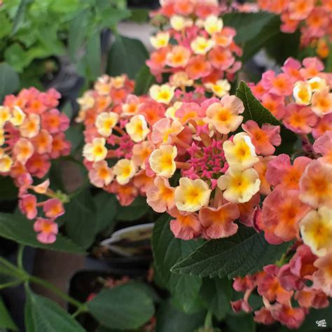 Lantana — Green Acres Nursery And Supply