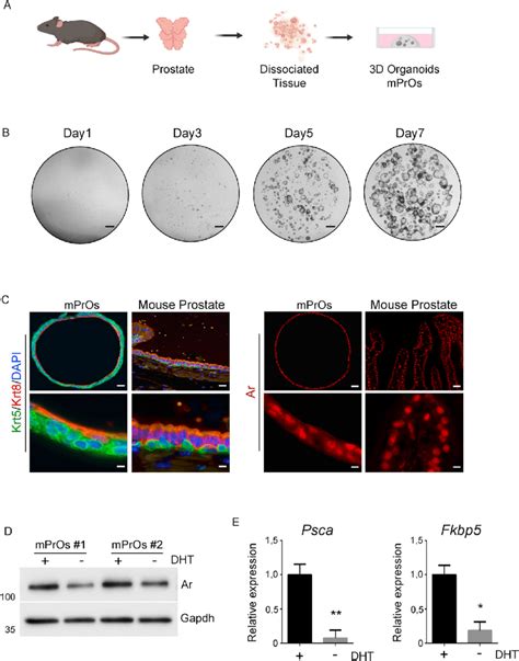 Establishing Mouse Prostate Organoids Culture A Scheme Showing