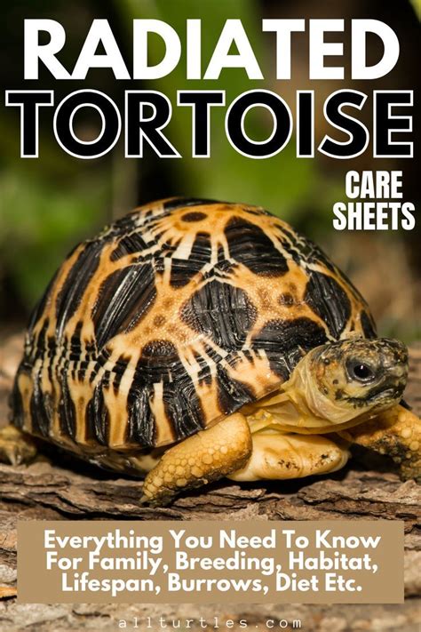 Sulcata Tortoise Care Complete Care Guide Artofit