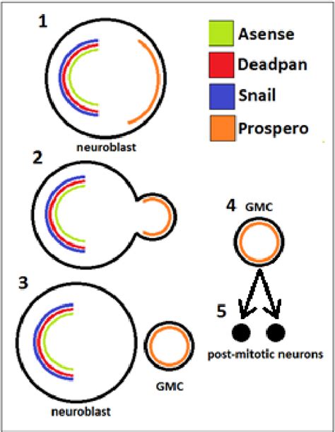 Figure 1 From Determining The Roles Of Novel Genes In Neuroblast