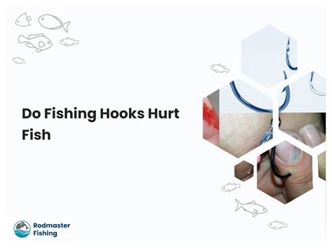 Do Fishing Hooks Hurt Fish | rodmasterfishing.com