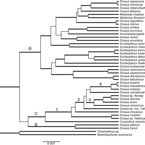 Results Of Phylogenetic Inference Bmcmc Species Tree Analysis For 42