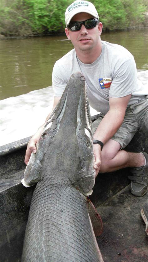 Large 7 Foot Alligator Gar Caught In South Texas