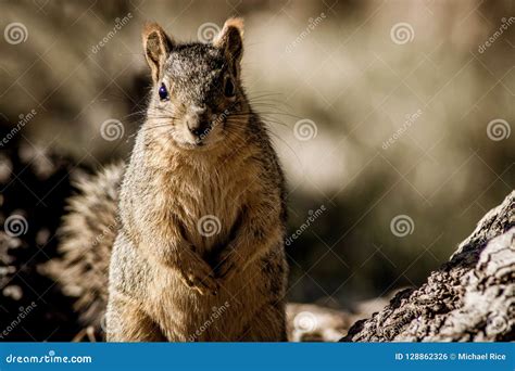 Grey squirrel standing up stock photo. Image of rear - 128862326