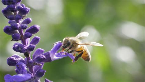 Atrae Abejas A Tu Jardín Cómo Crear Un Espacio Natural Para