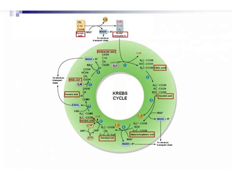 Kreb's Cycle Steps Quiz