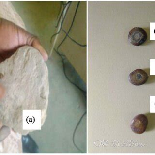 Scarification process (a), light scarification (b1), medium... | Download Scientific Diagram