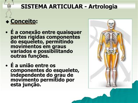 Anatomia Sistema Articular Verloop Io