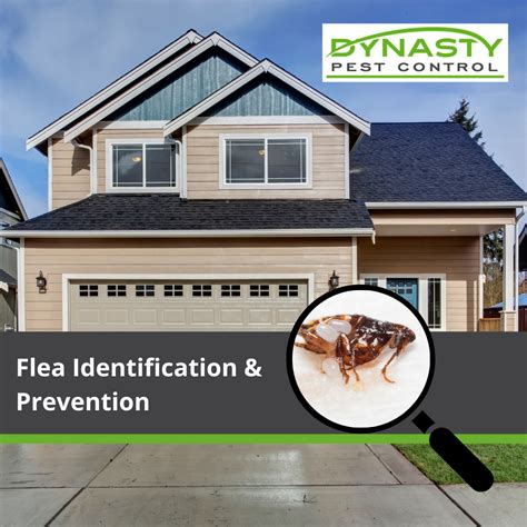 Flea Identification And Prevention Fleas Are Introduced Onto Properties