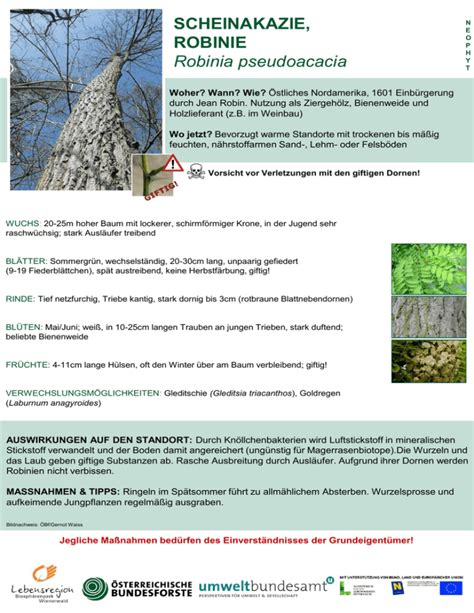 Scheinakazie Robinie Robinia Pseudoacacia